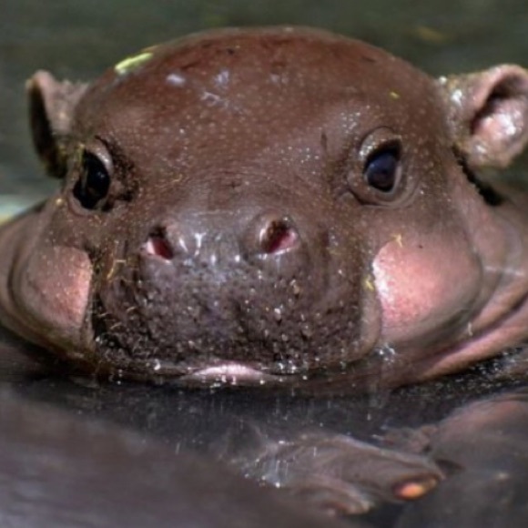 yungdino